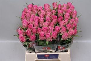 ROSE ROYAL JEWEL KENIA 50